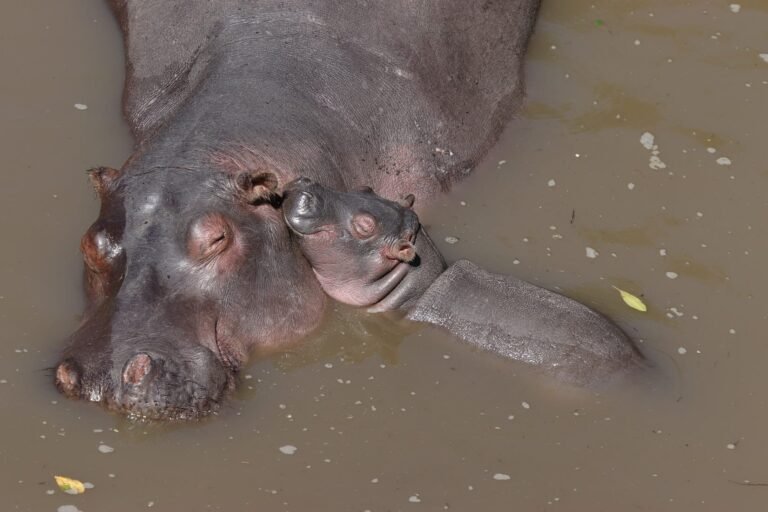 Best Places to See Hippos