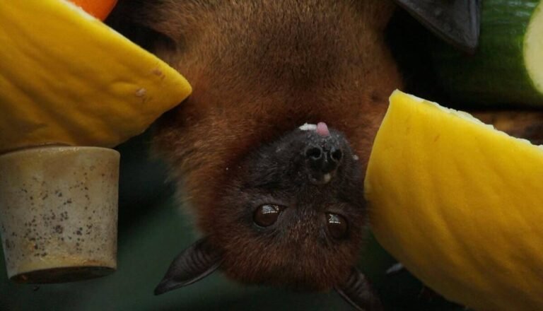 Are Bats Smart? All You Need To Know About Bats Intelligence