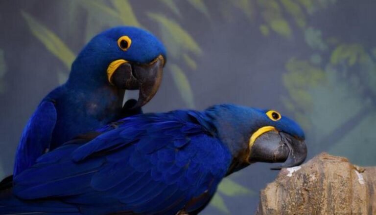 17 Magnificent Birds With Blue Feathers (Pictures & Facts)