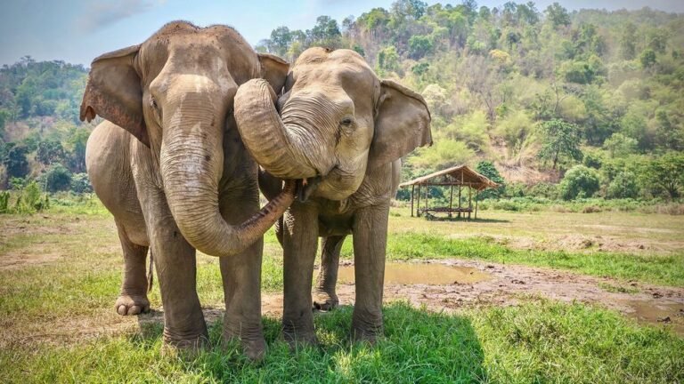 Are Elephants Friendly? Do Elephants Like Humans?