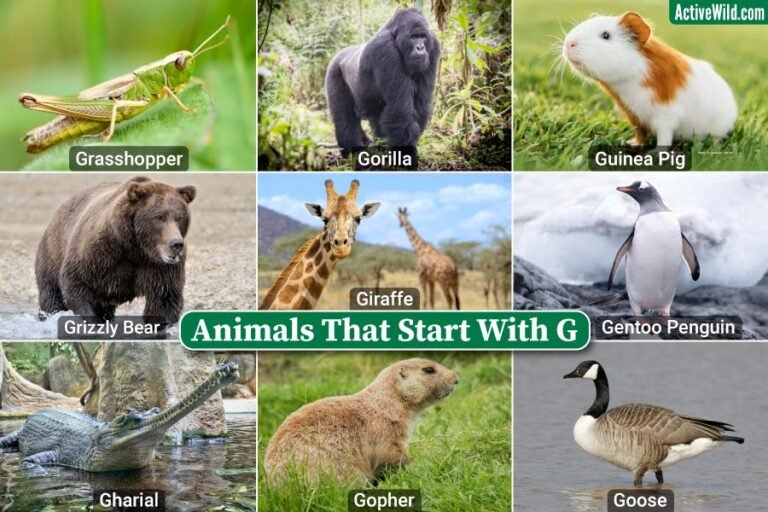 Animals That Start With G