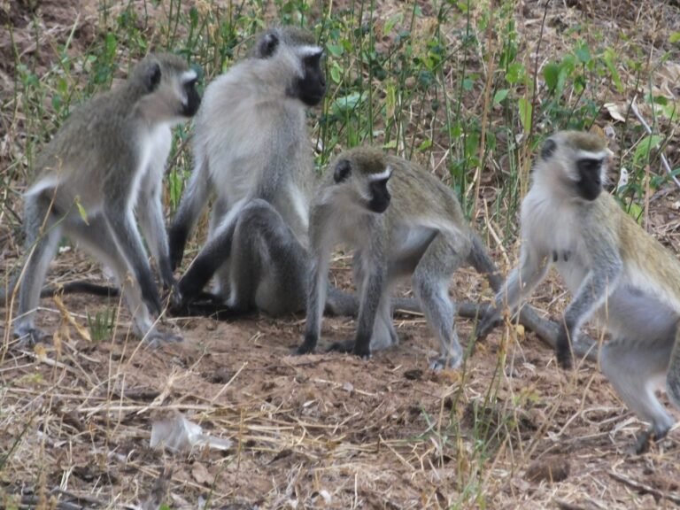 Group of Monkeys: What is It Called And Why?