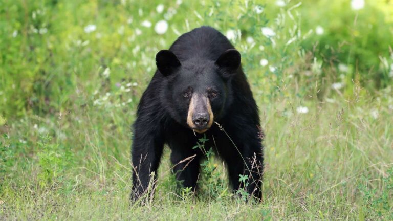 Do Bears Eat Humans? 3 Reasons Why Bears Attack Humans