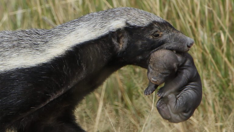 Are Badgers Dangerous? Do Badgers Attack Humans?