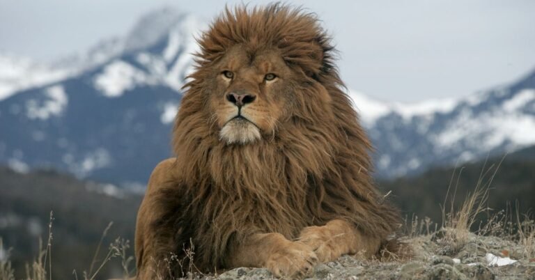 The Barbary Lion: The Strongest Lion in the World
