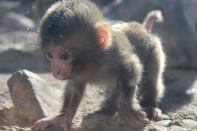 17 Cutest Monkeys In The World (With Pictures)