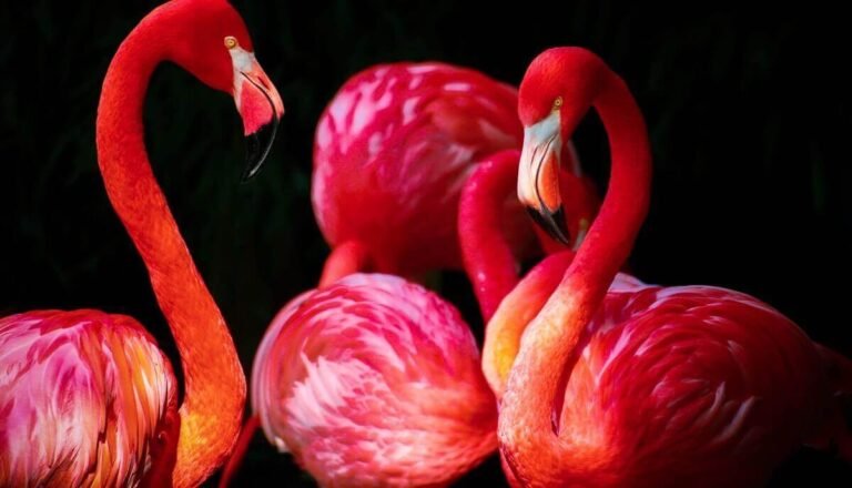 Are Flamingos Smart? [All You Need To Know!]