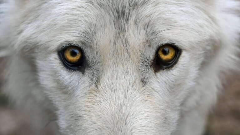 Are Wolves Color Blind? [What Colors Do Wolves See?]
