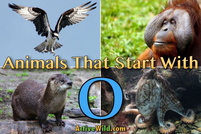 Animals That Start With O