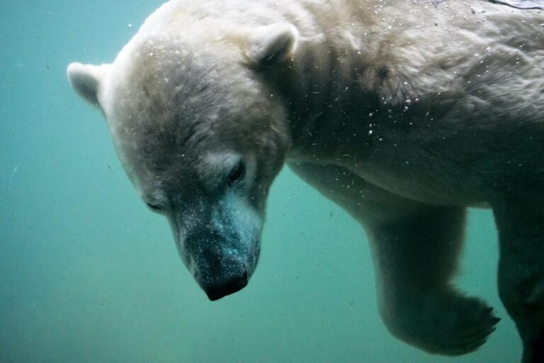 Can Polar Bears Breathe Underwater?