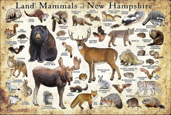 Animals in New Hampshire