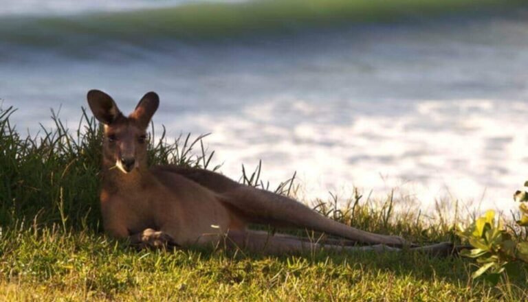 Do Kangaroos Drink Water? [Myth Busted]