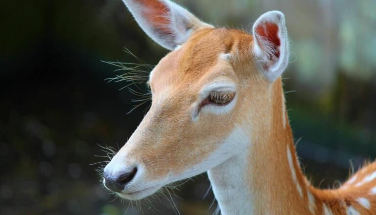Do Deer Have Eyelids?