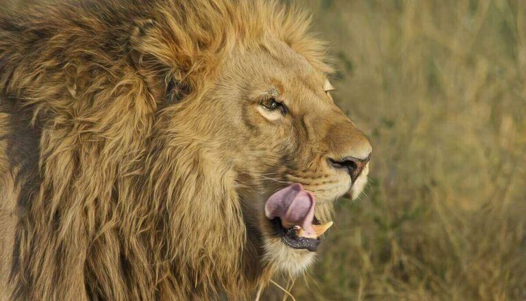 Do Lions Eat Other Lions? (Are Lions Cannibals?)