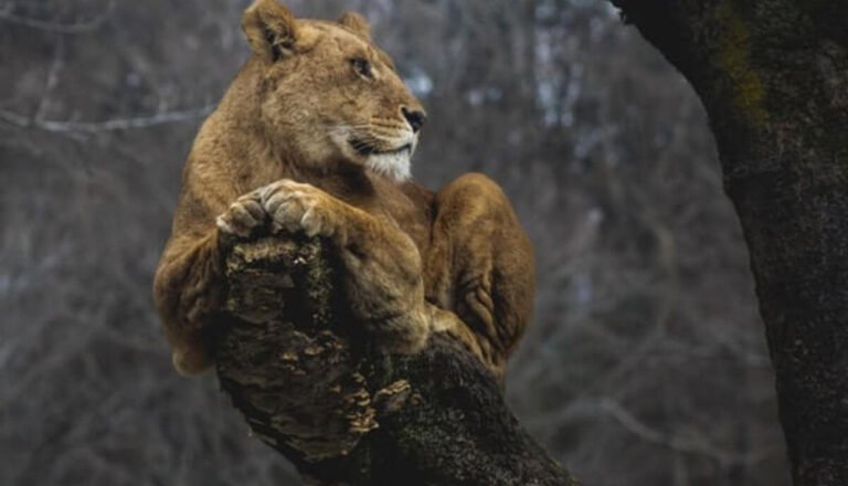 How High Can a Lion Jump? (Pretty High!)