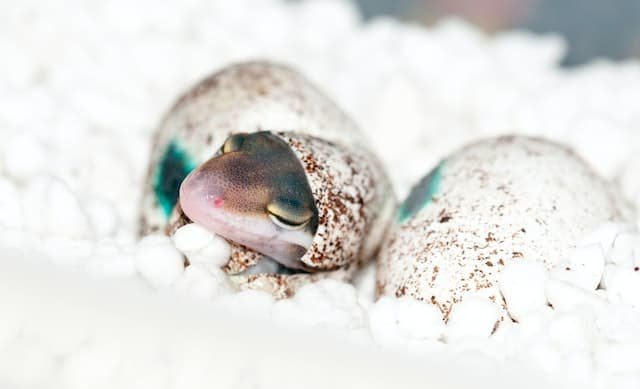 13 Animals That Lay Eggs