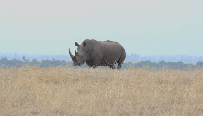 How Strong Are Rhinos? (Pretty Strong)