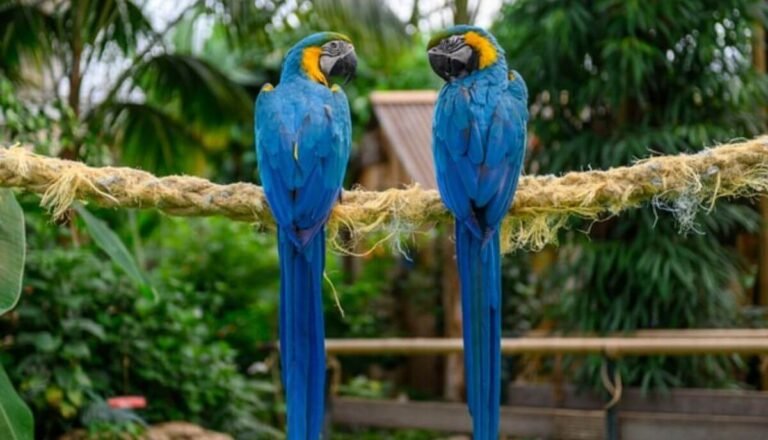17 Amazing Big Blue Birds (Pictures & Facts)