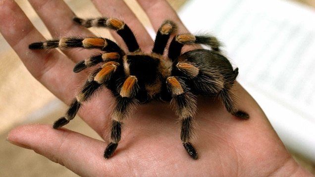 Where To Find The Tarantula Spiders