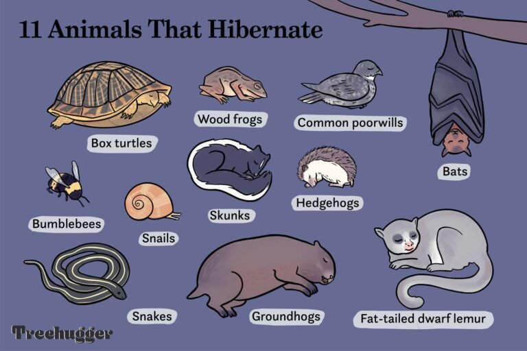 15 Animals That Hibernate