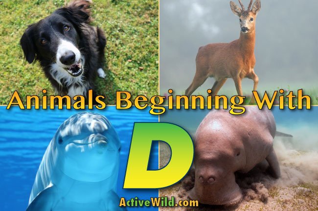 Animals That Start With D