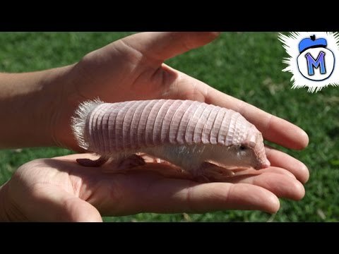 Top 10 Dumbest Animals in the World