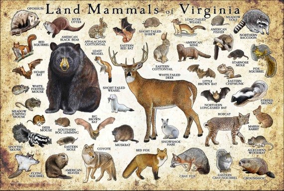 Animals in Virginia