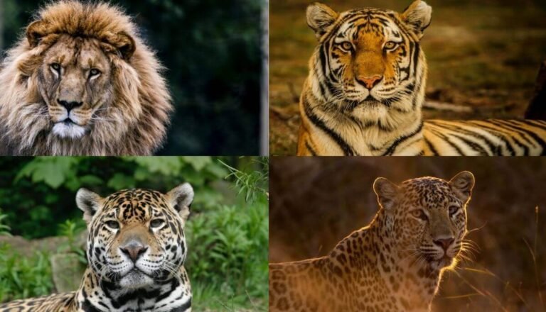 Top 5 Deadliest And Most Dangerous Big Cats in the World
