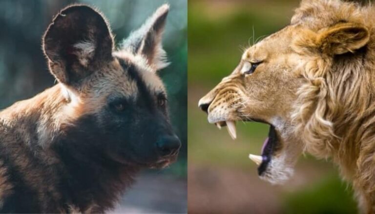 Do Hyenas Eat Lions? (It’S Not What You Think)