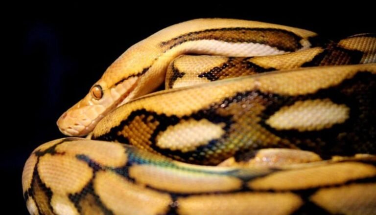 4 Big Snakes That Eat Humans – All You Need to Know
