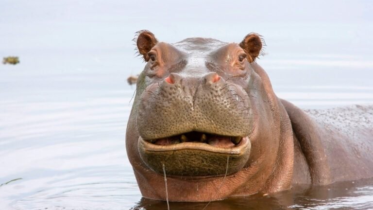 Do Hippos Eat Meat? [Are Hippos Carnivores?]