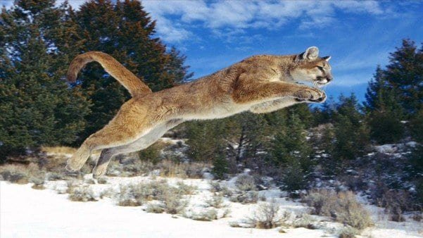 Are Pumas Dangerous? Do Pumas Attack Humans?