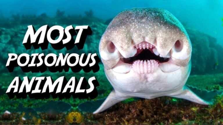 Top 10 Most Poisonous Animals in the World