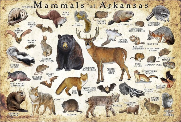 Animals of Arkansas