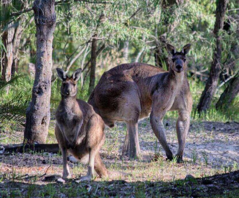 Why Are Kangaroos So Buff? Kangaroo Muscles Explained