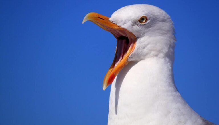 Can You Eat Seagulls? [Are Seagulls Edible?]