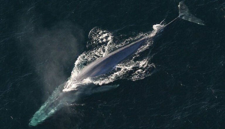Are Blue Whales Dangerous? Do Blue Whales Eat Humans?