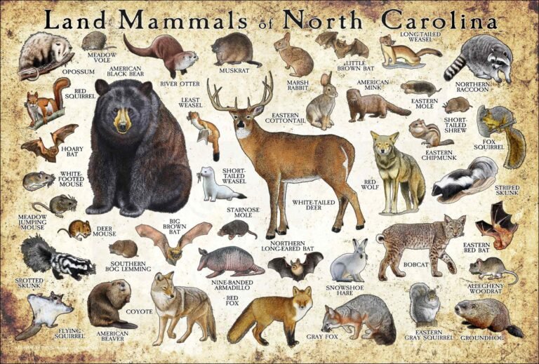 Animals in North Carolina