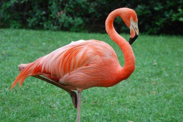19 Gorgeous Pink Birds Around the World (Pictures & Facts)