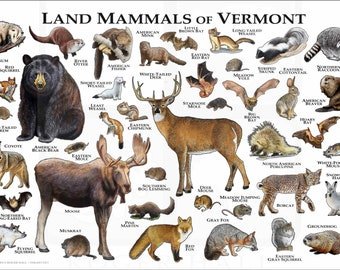 Animals in Vermont