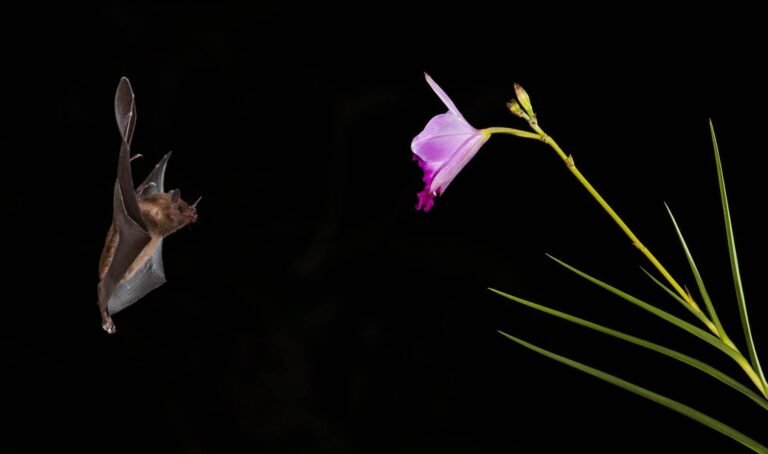 Do Bats Eat Bees?  All You Need To Know