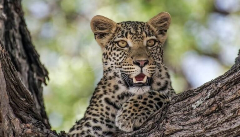 Can You Have a Pet Leopard? (4 Reasons Why It’S a Bad Idea)