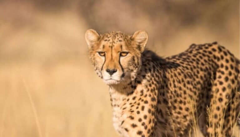 How Strong Are Cheetahs? (Explained)
