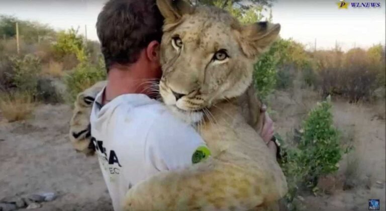 Are Lions Friendly? Are Lions Scared of Humans?