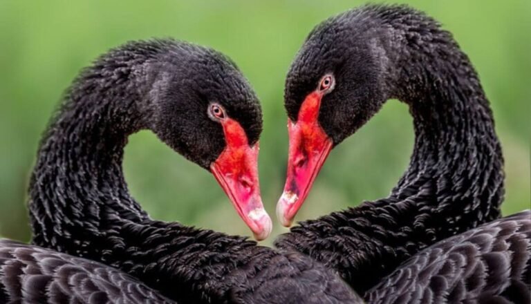 15 Stunning Black Birds With Red Beaks (Pictures & Facts)
