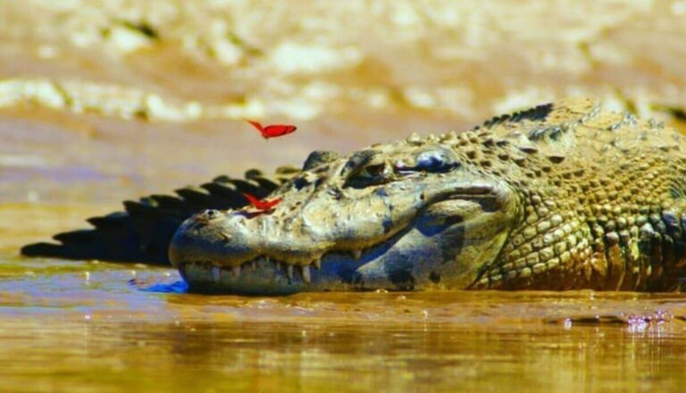 Do Crocodiles Feel Pain? (Surprising Answer)