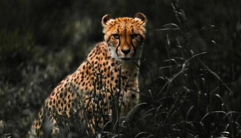 What Eats Cheetahs? [List of 5 Cheetah Predators]
