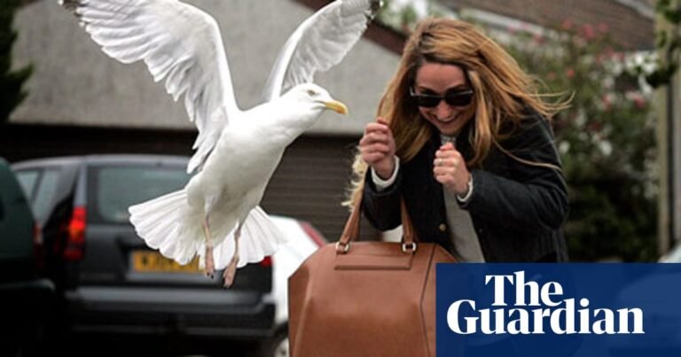 Are Seagulls Dangerous? Do Seagulls Attack Humans?