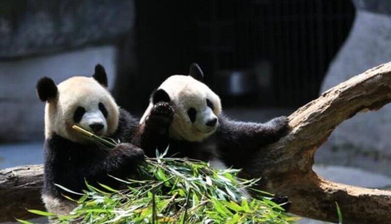What is a Group of Pandas Called? (Explained)