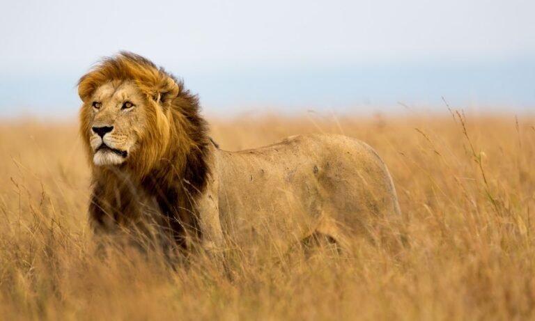 The Best Places to See Lions